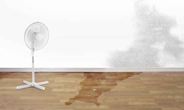 Best Basement water damage restoration  in Five Points, FL